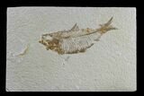 Detailed Fossil Fish (Knightia) - Wyoming #165864-1